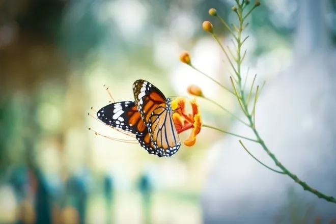 Hiệu ứng cánh bướm là gì? Ứng dụng chiến lược cánh bướm chi tiết