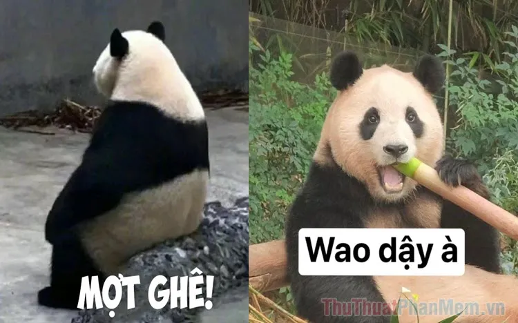 Biểu tượng hài hước từ ảnh gấu trúc meme khuấy đảo mạng xã hội