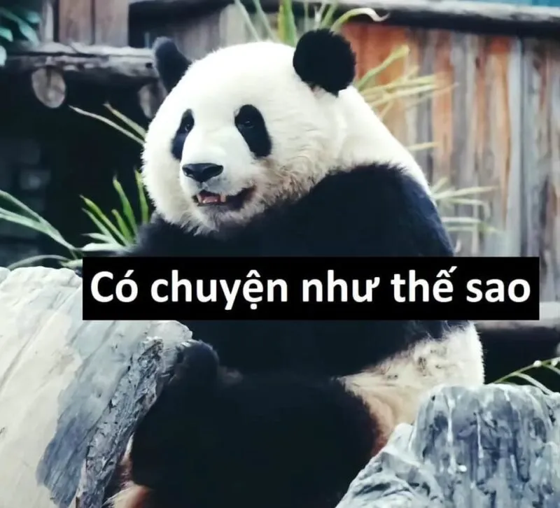 Biểu tượng hài hước từ ảnh gấu trúc meme khuấy đảo mạng xã hội