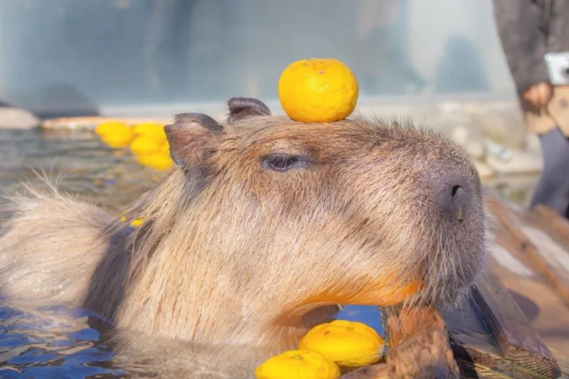 Bộ ảnh meme Capybara biểu cảm ngờ nghệch tạo sự hài hước