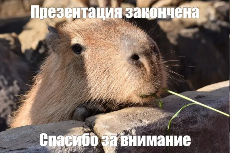 Bộ ảnh meme Capybara biểu cảm ngờ nghệch tạo sự hài hước