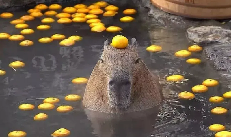 Bộ ảnh meme Capybara biểu cảm ngờ nghệch tạo sự hài hước