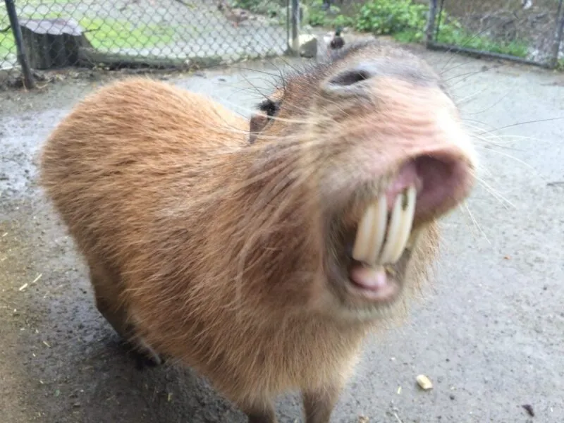 Bộ ảnh meme Capybara biểu cảm ngờ nghệch tạo sự hài hước