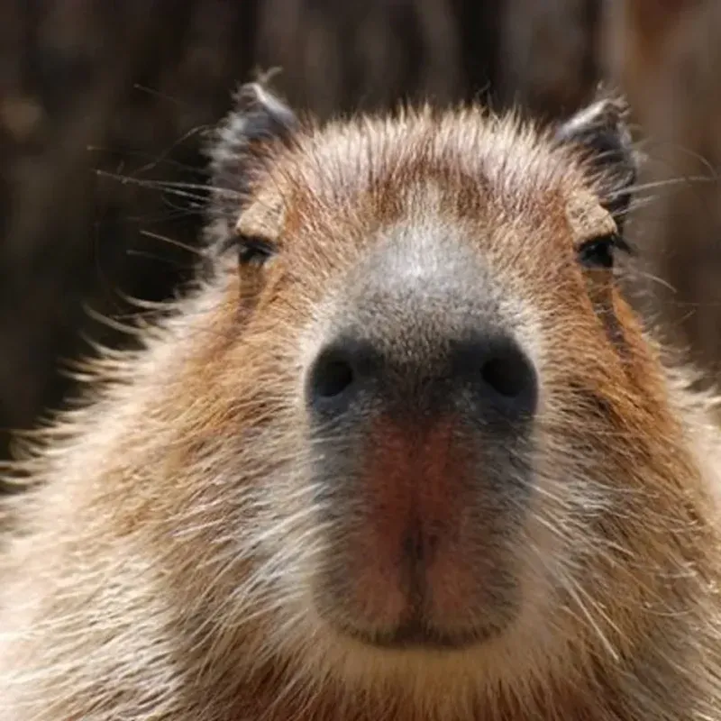 Bộ ảnh meme Capybara biểu cảm ngờ nghệch tạo sự hài hước