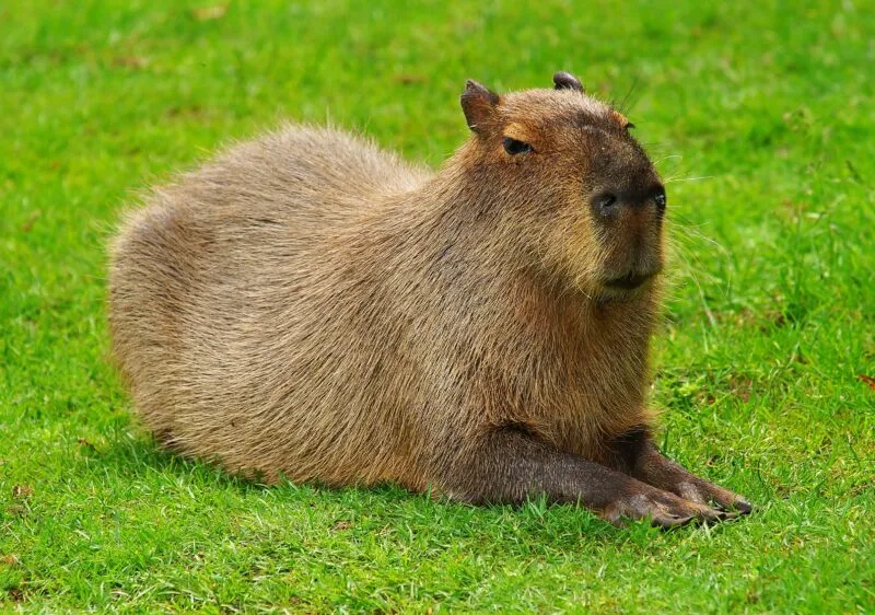 Bộ ảnh meme Capybara biểu cảm ngờ nghệch tạo sự hài hước