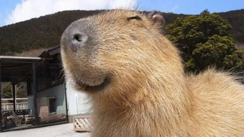 Bộ ảnh meme Capybara biểu cảm ngờ nghệch tạo sự hài hước