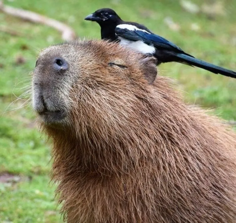 Bộ ảnh meme Capybara biểu cảm ngờ nghệch tạo sự hài hước