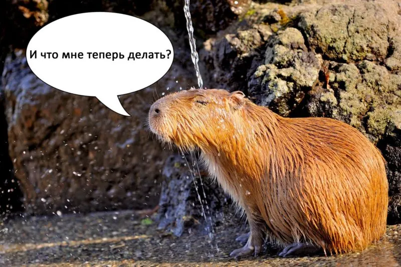 Bộ ảnh meme Capybara biểu cảm ngờ nghệch tạo sự hài hước