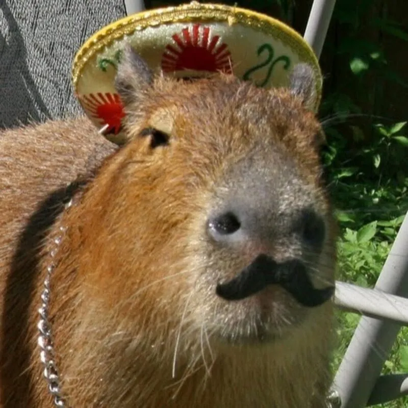 Bộ ảnh meme Capybara biểu cảm ngờ nghệch tạo sự hài hước