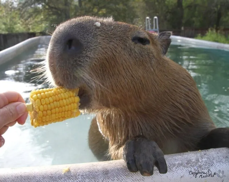 Bộ ảnh meme Capybara biểu cảm ngờ nghệch tạo sự hài hước