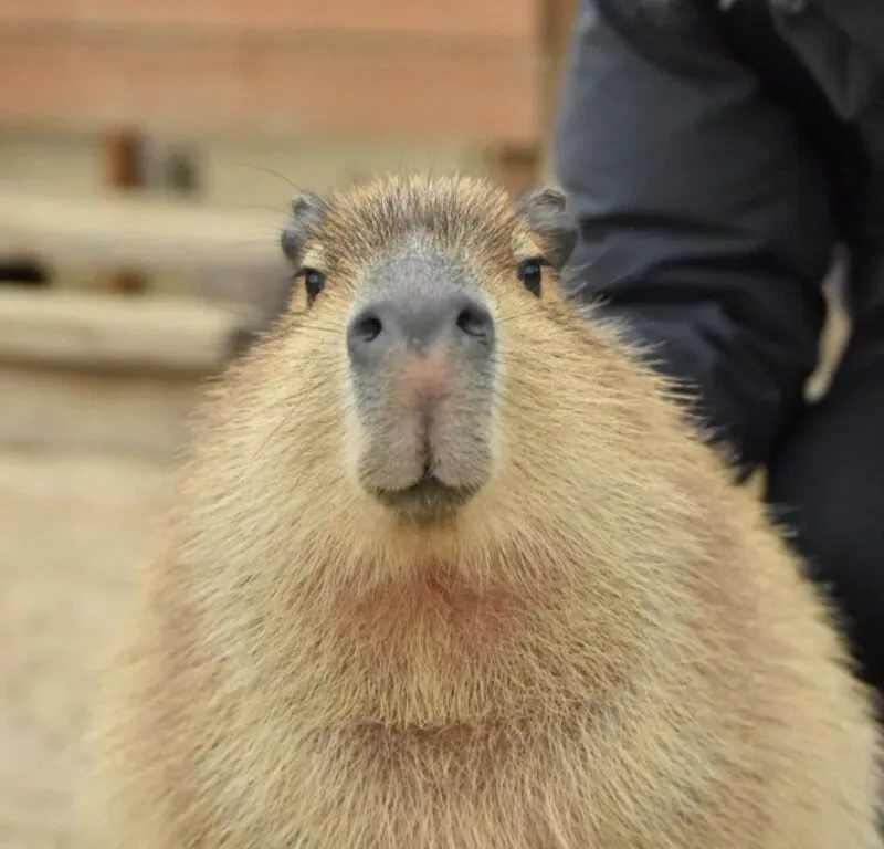 Bộ ảnh meme Capybara biểu cảm ngờ nghệch tạo sự hài hước