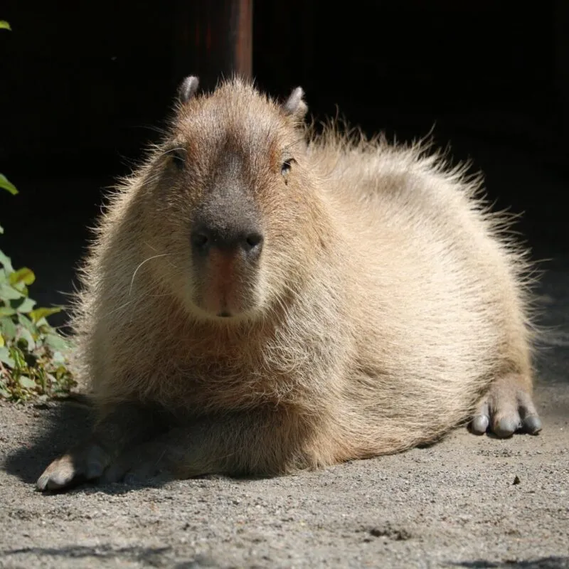 Bộ ảnh meme Capybara biểu cảm ngờ nghệch tạo sự hài hước