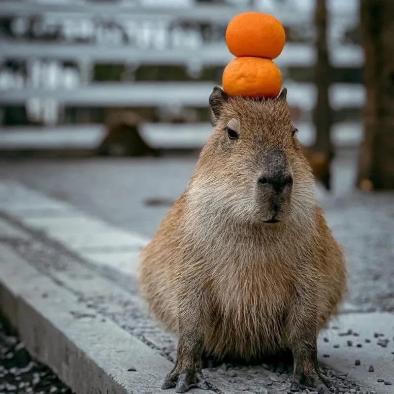 Bộ ảnh meme Capybara biểu cảm ngờ nghệch tạo sự hài hước