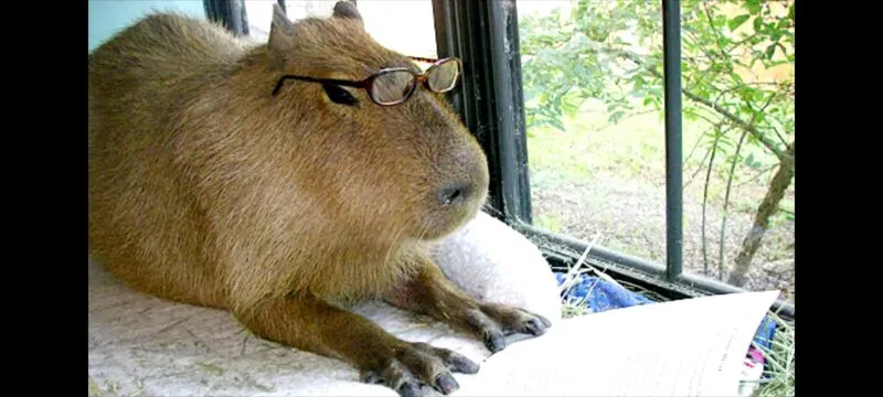 Bộ ảnh meme Capybara biểu cảm ngờ nghệch tạo sự hài hước