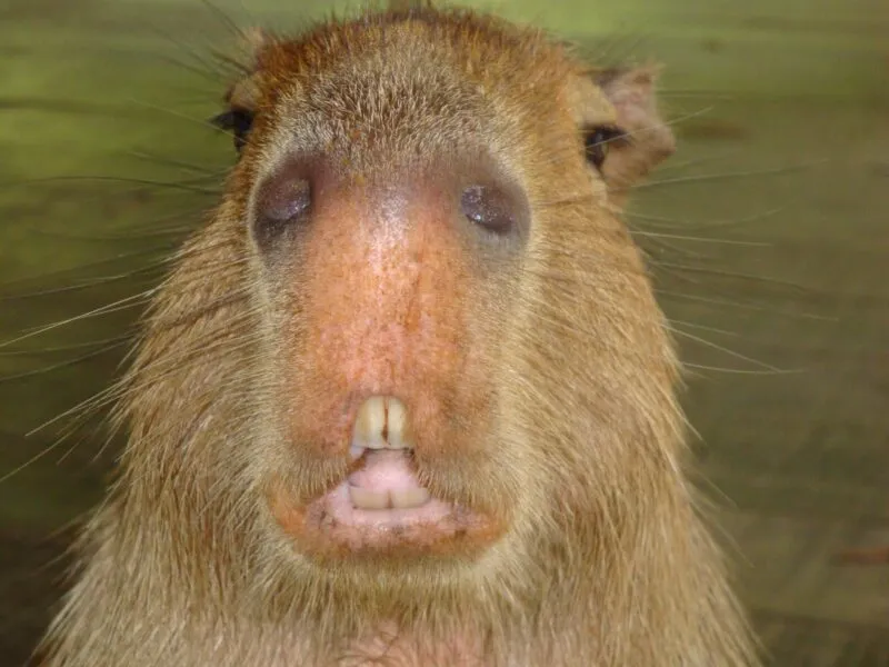 Bộ ảnh meme Capybara biểu cảm ngờ nghệch tạo sự hài hước