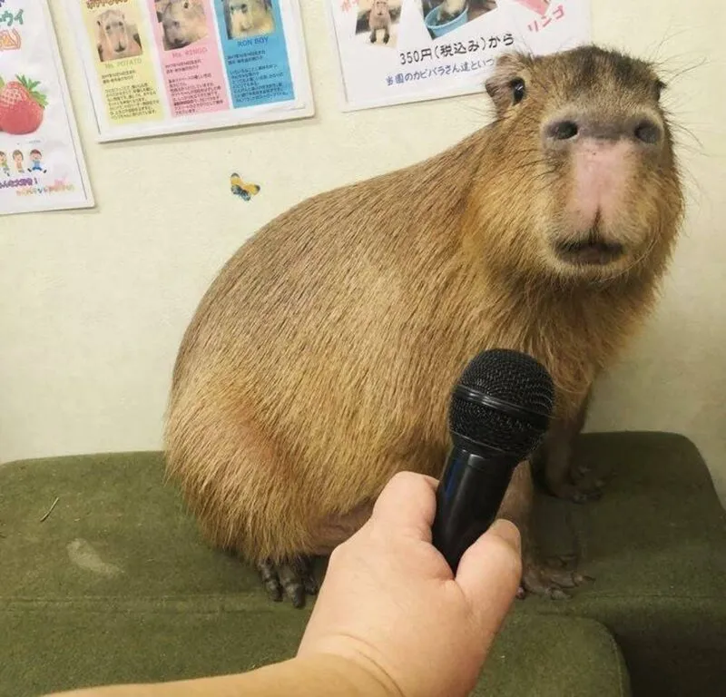 Bộ ảnh meme Capybara biểu cảm ngờ nghệch tạo sự hài hước