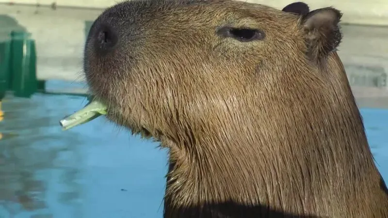 Bộ ảnh meme Capybara biểu cảm ngờ nghệch tạo sự hài hước