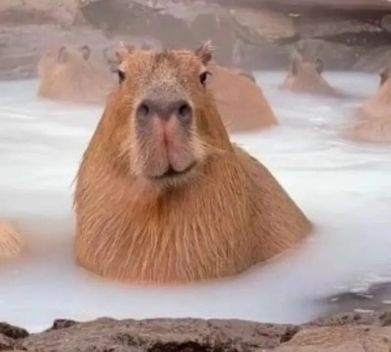 Bộ ảnh meme Capybara biểu cảm ngờ nghệch tạo sự hài hước