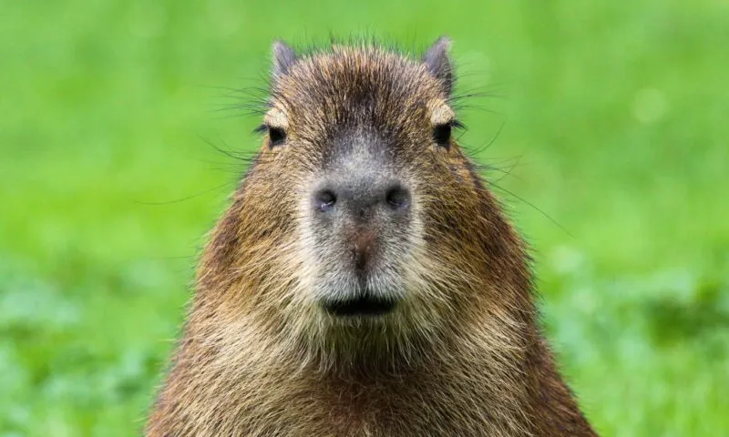 Bộ ảnh meme Capybara biểu cảm ngờ nghệch tạo sự hài hước