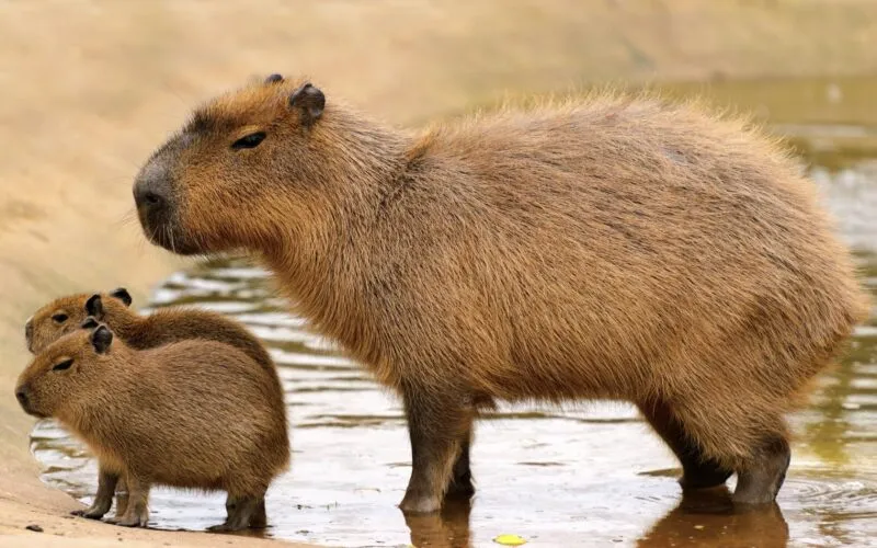 Bộ ảnh meme Capybara biểu cảm ngờ nghệch tạo sự hài hước