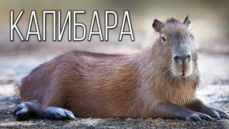 Bộ ảnh meme Capybara biểu cảm ngờ nghệch tạo sự hài hước