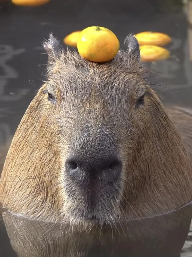 Bộ ảnh meme Capybara biểu cảm ngờ nghệch tạo sự hài hước