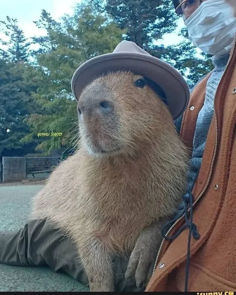 Bộ ảnh meme Capybara biểu cảm ngờ nghệch tạo sự hài hước