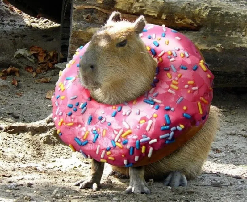 Bộ ảnh meme Capybara biểu cảm ngờ nghệch tạo sự hài hước