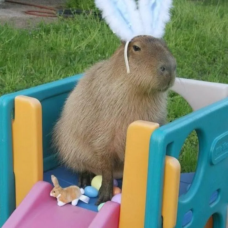 Bộ ảnh meme Capybara biểu cảm ngờ nghệch tạo sự hài hước