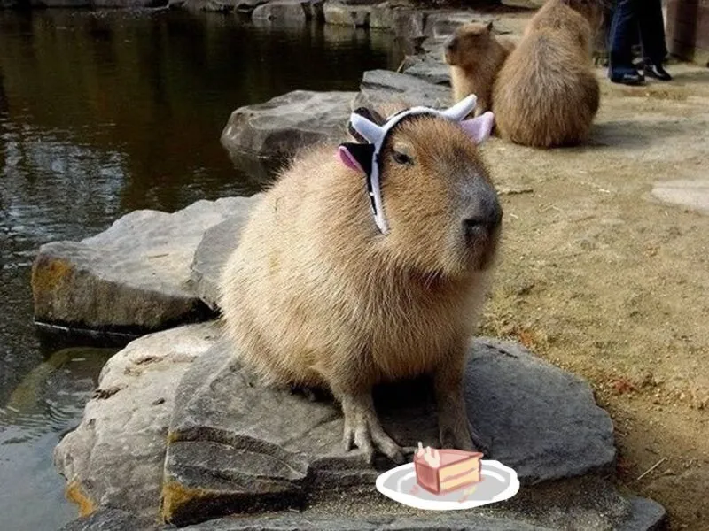 Bộ ảnh meme Capybara biểu cảm ngờ nghệch tạo sự hài hước