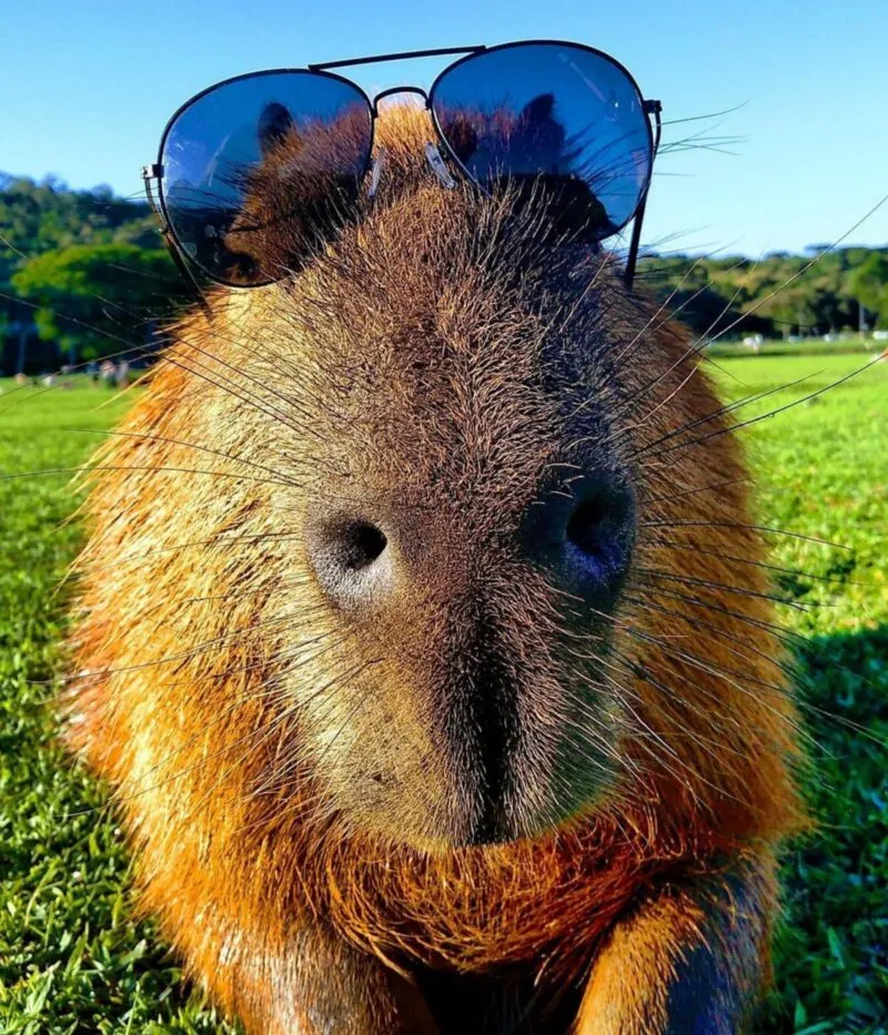 Bộ ảnh meme Capybara biểu cảm ngờ nghệch tạo sự hài hước