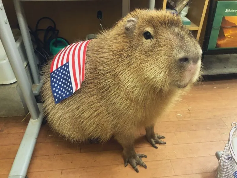 Bộ ảnh meme Capybara biểu cảm ngờ nghệch tạo sự hài hước