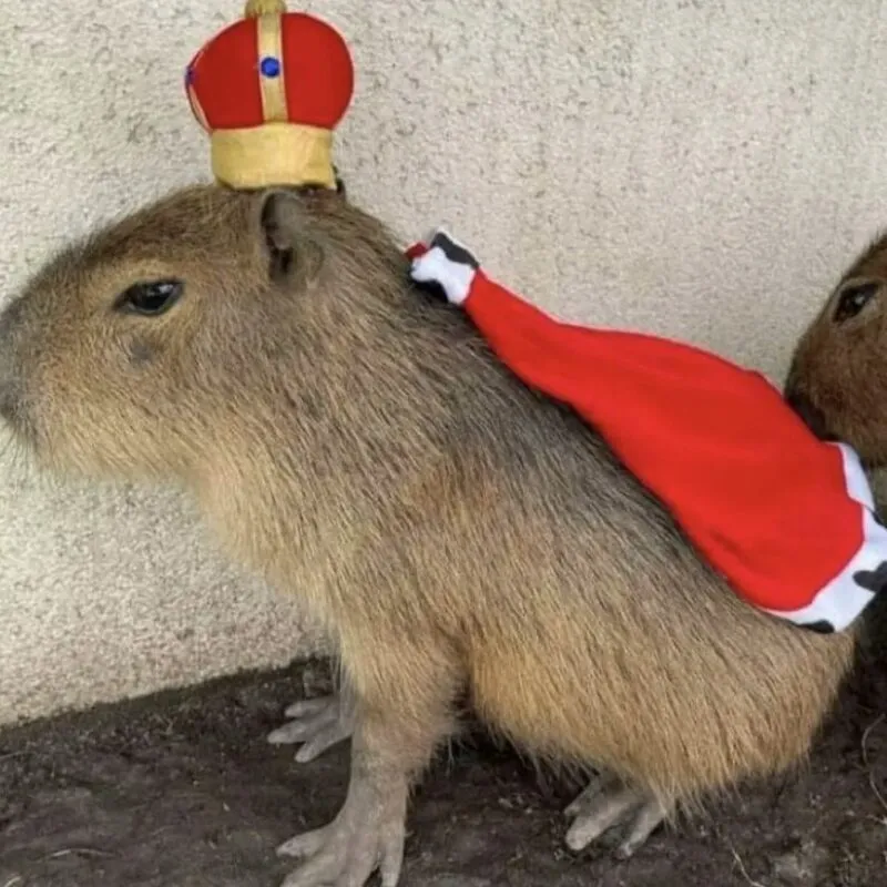 Bộ ảnh meme Capybara biểu cảm ngờ nghệch tạo sự hài hước