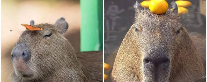 Bộ ảnh meme Capybara biểu cảm ngờ nghệch tạo sự hài hước