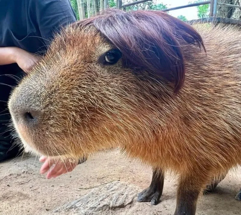 Bộ ảnh meme Capybara biểu cảm ngờ nghệch tạo sự hài hước