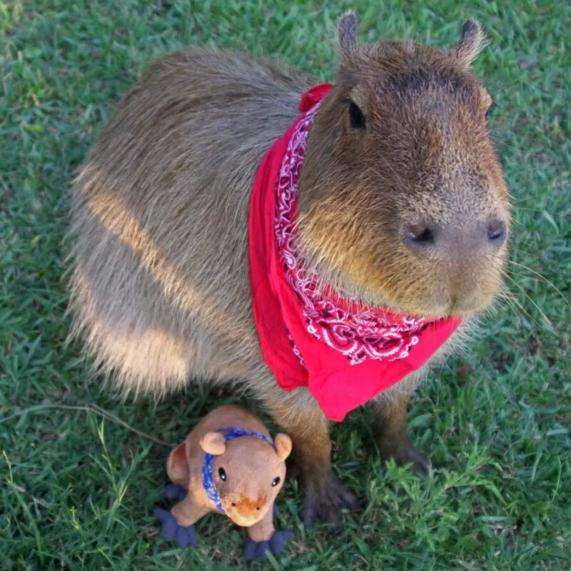 Bộ ảnh meme Capybara biểu cảm ngờ nghệch tạo sự hài hước