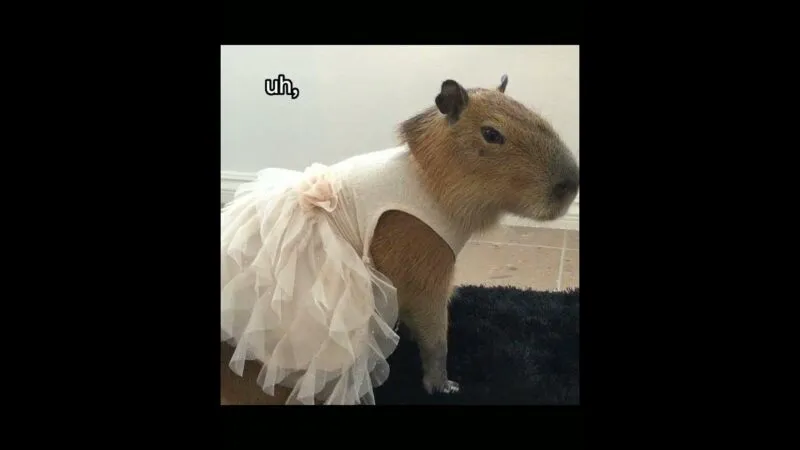 Bộ ảnh meme Capybara biểu cảm ngờ nghệch tạo sự hài hước