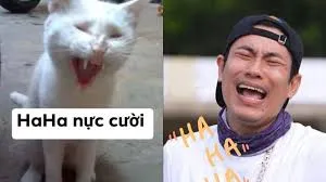 Bộ ảnh meme người hài hước nhất phản chiếu những cung bậc cảm xúc