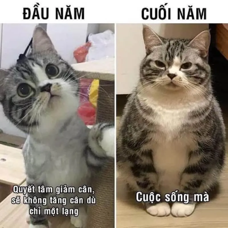 Bộ ảnh meme Tết độc đáo với các tình huống dở khóc dở cười