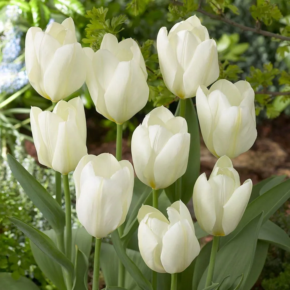 Bộ sưu tập 99+ hình ảnh đẹp nhất về hoa Tulip