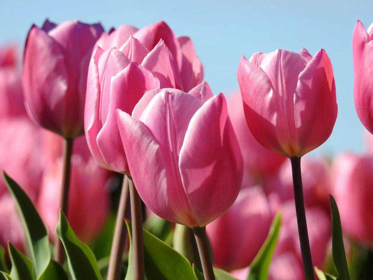 Bộ sưu tập 99+ hình ảnh đẹp nhất về hoa Tulip