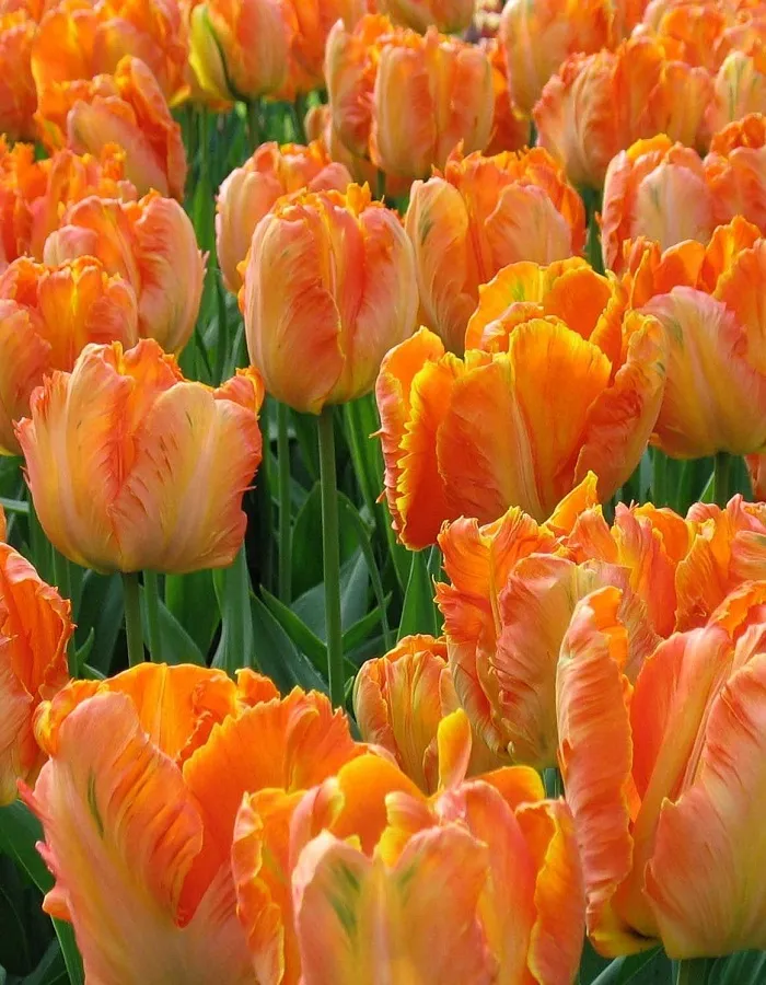 Bộ sưu tập 99+ hình ảnh đẹp nhất về hoa Tulip