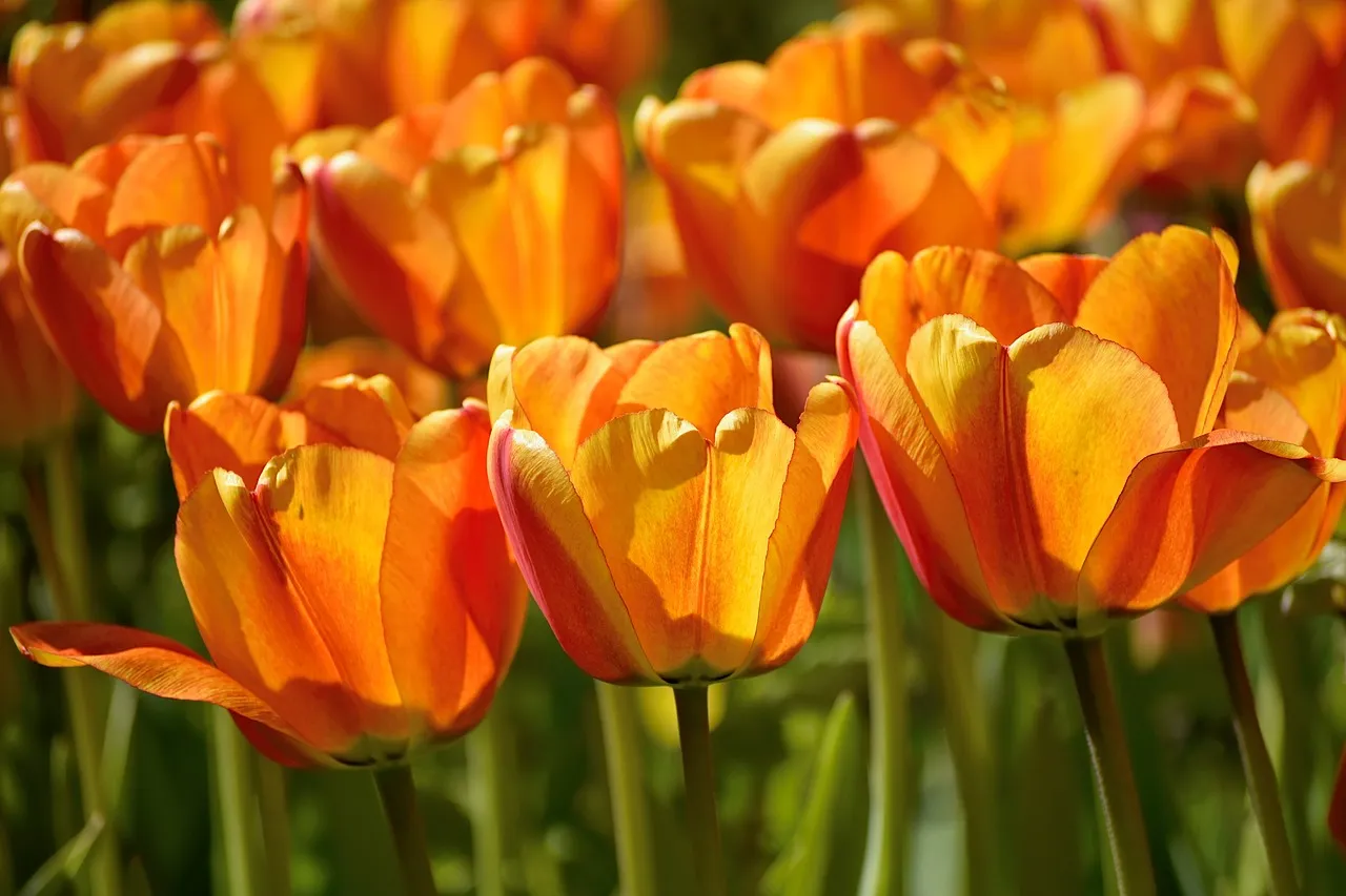 Bộ sưu tập 99+ hình ảnh đẹp nhất về hoa Tulip