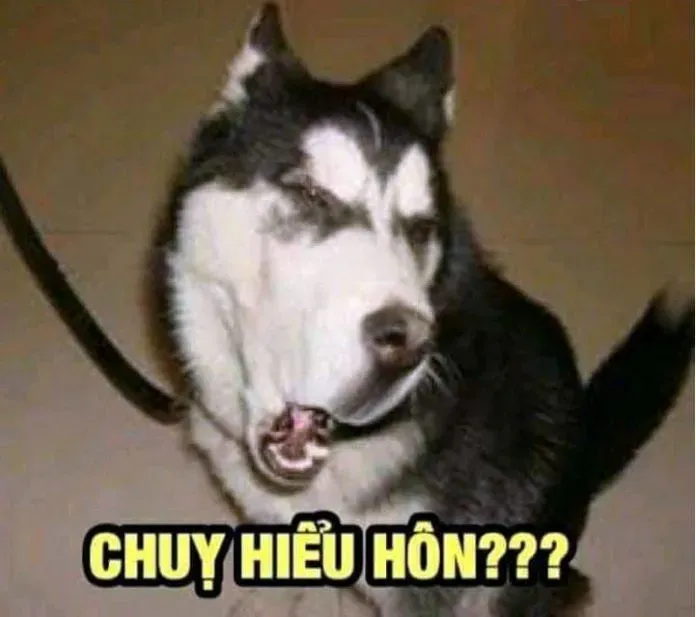 Bộ sưu tập ảnh meme chế hài hước độc đáo và sáng tạo nhất