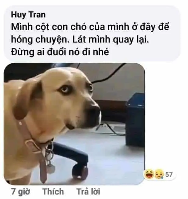 Bộ sưu tập ảnh meme chế hài hước độc đáo và sáng tạo nhất