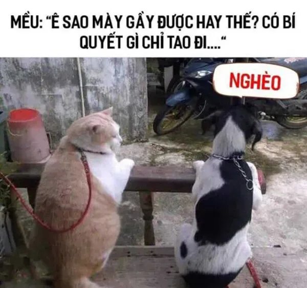 Bộ sưu tập ảnh meme chế hài hước độc đáo và sáng tạo nhất