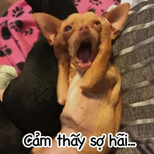 Bộ sưu tập ảnh meme chế hài hước độc đáo và sáng tạo nhất