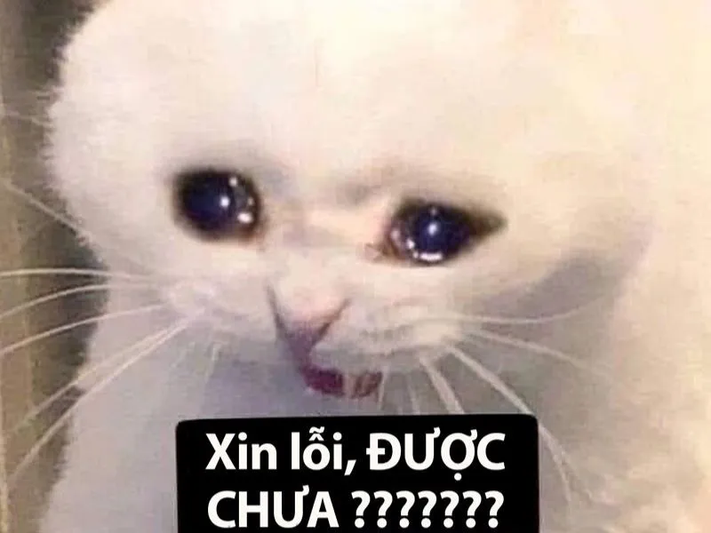 Bộ sưu tập ảnh meme dỗi siêu hài hước cho mọi tâm trạng