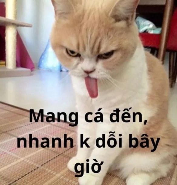 Bộ sưu tập ảnh meme dỗi siêu hài hước cho mọi tâm trạng