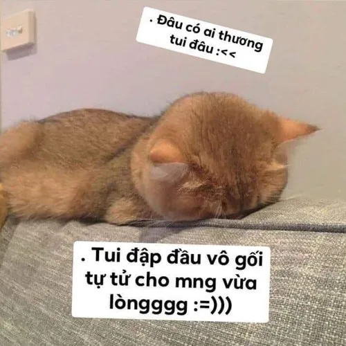 Bộ sưu tập ảnh meme dỗi siêu hài hước cho mọi tâm trạng